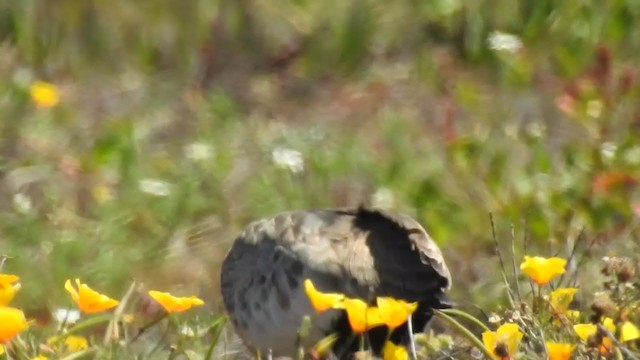 Black-faced Ibis - ML274811541