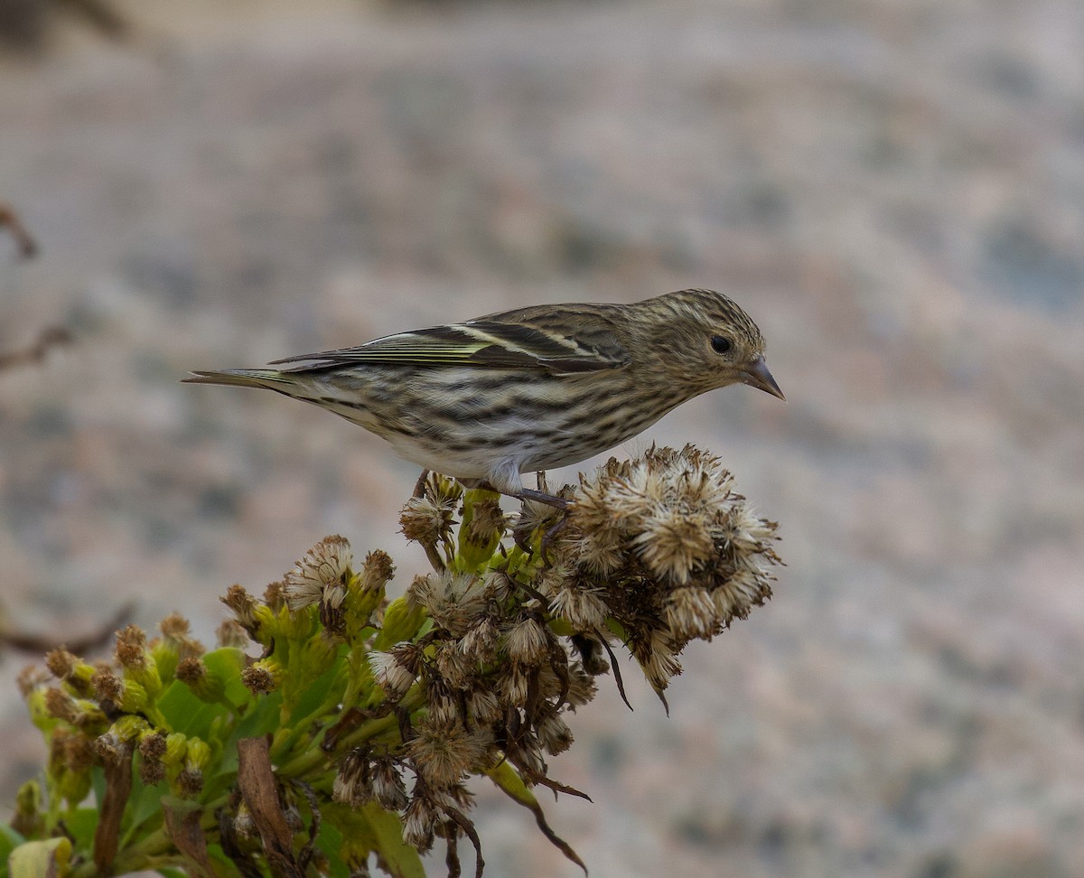 マツノキヒワ - ML274811901