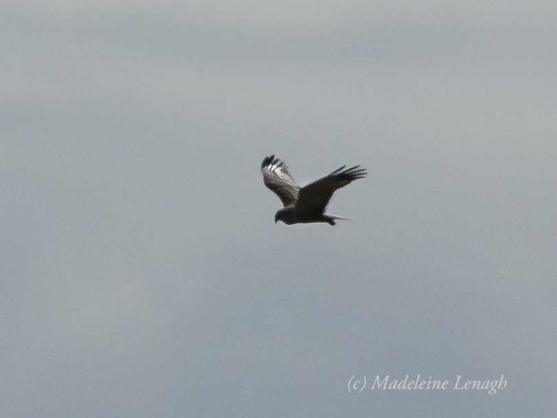 Western Marsh Harrier - Madeleine Lenagh