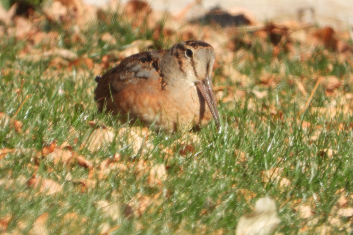 American Woodcock - ML274815491