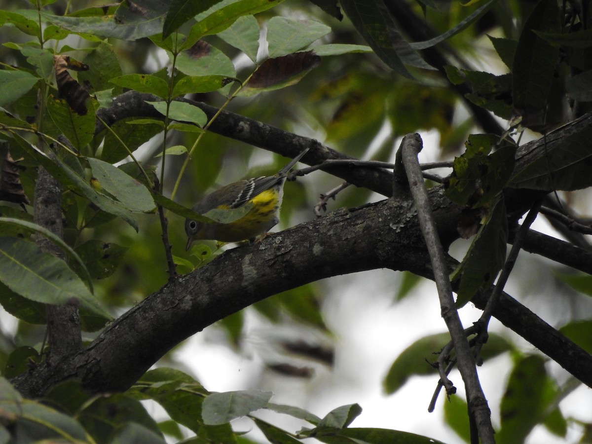 Magnolia Warbler - ML274815971