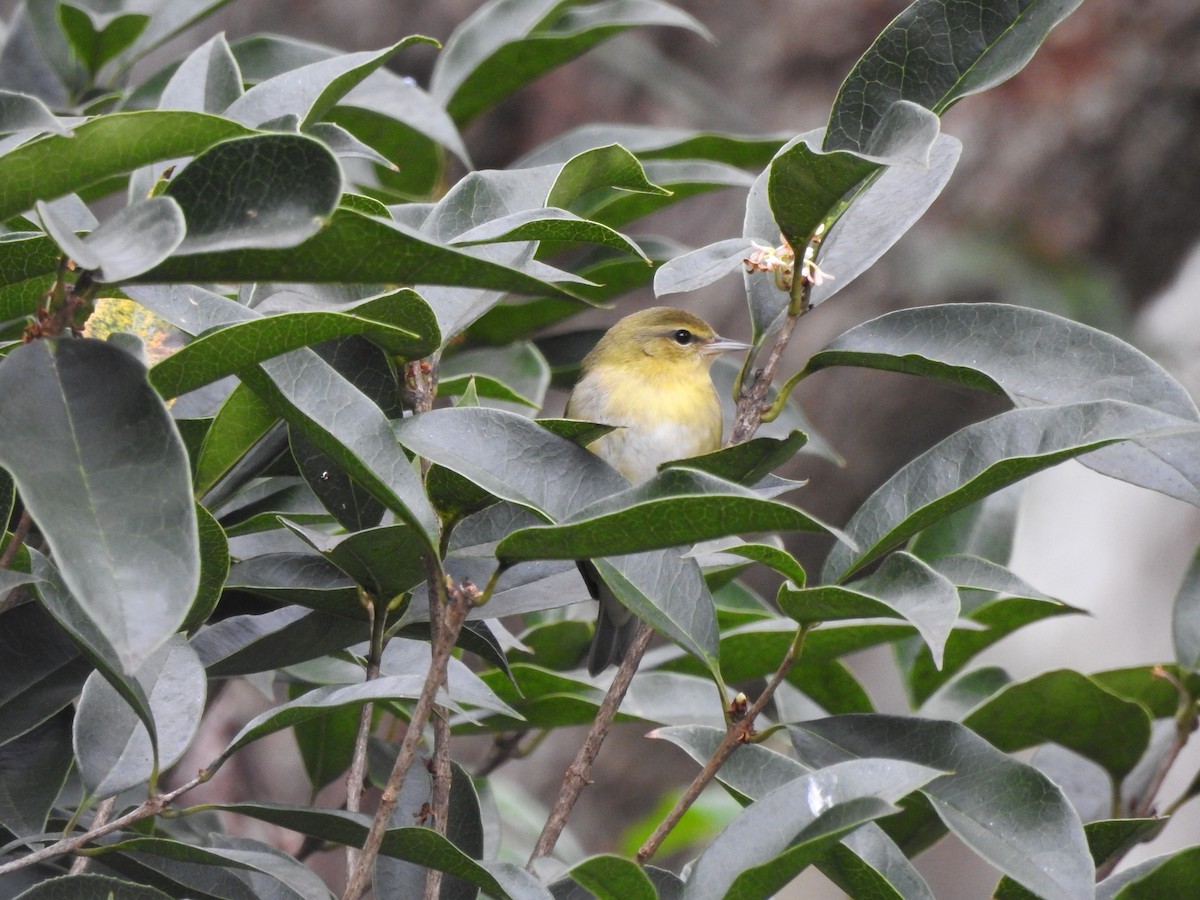 Tennessee Warbler - ML274816471