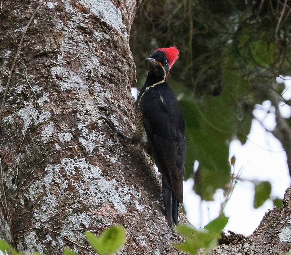 Lineated Woodpecker - ML274818431