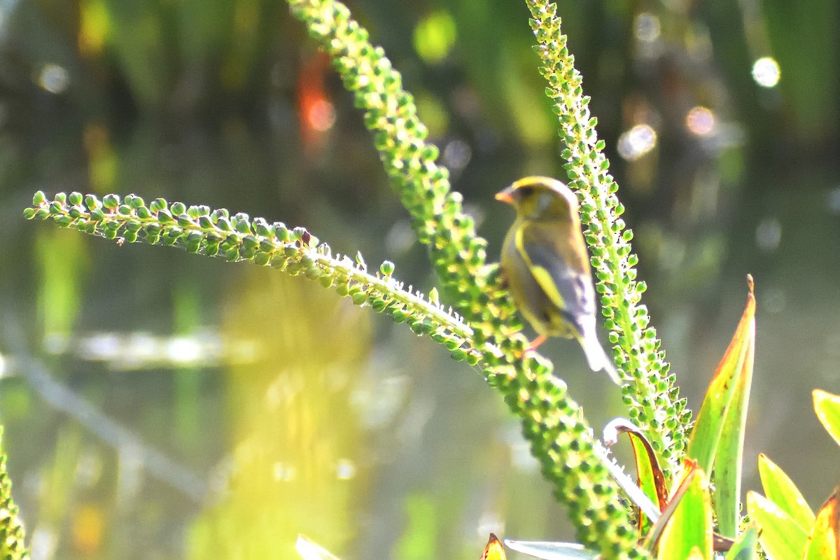 European Greenfinch - ML274819221