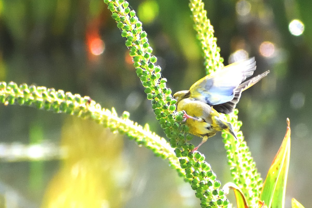 European Greenfinch - ML274819311