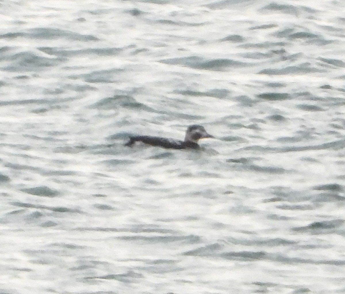 Long-tailed Duck - ML274820361
