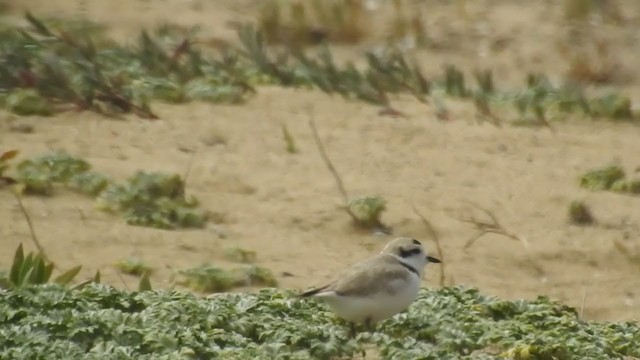 Snowy Plover - ML274820971