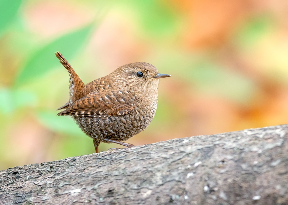 Winter Wren - ML274821691