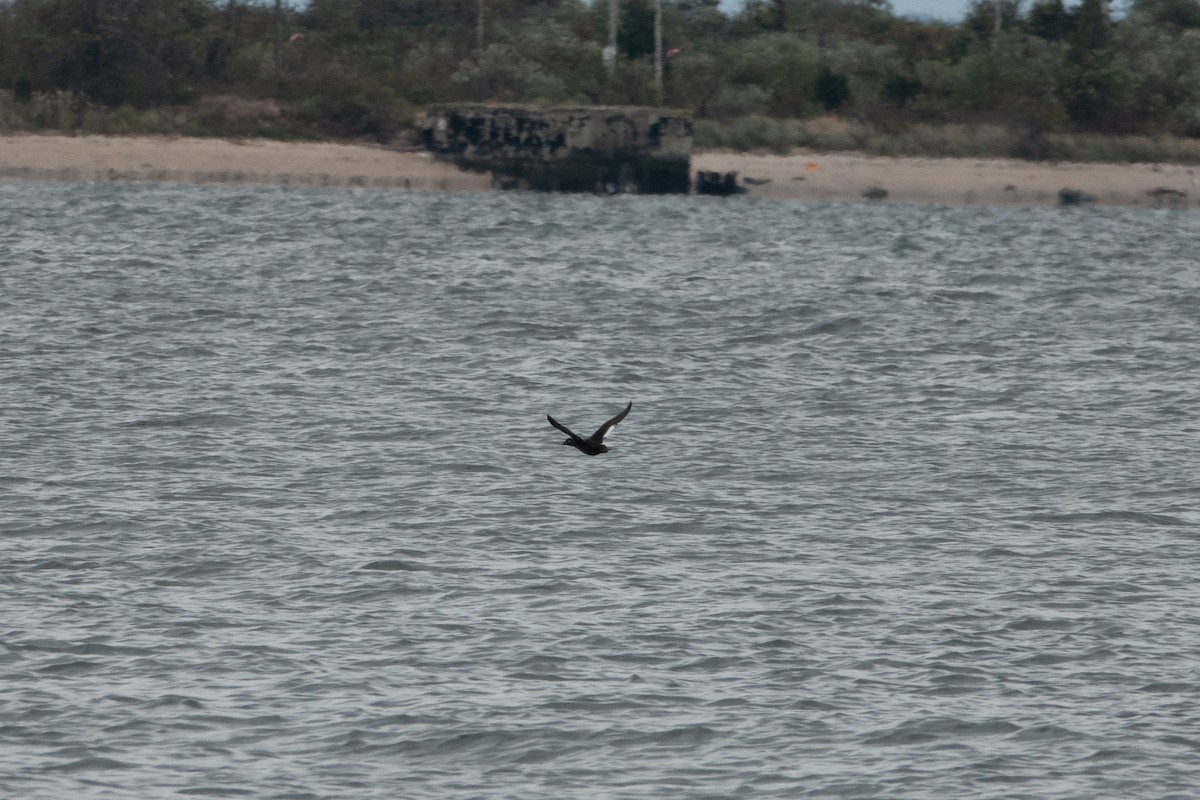 White-winged Scoter - ML274823091