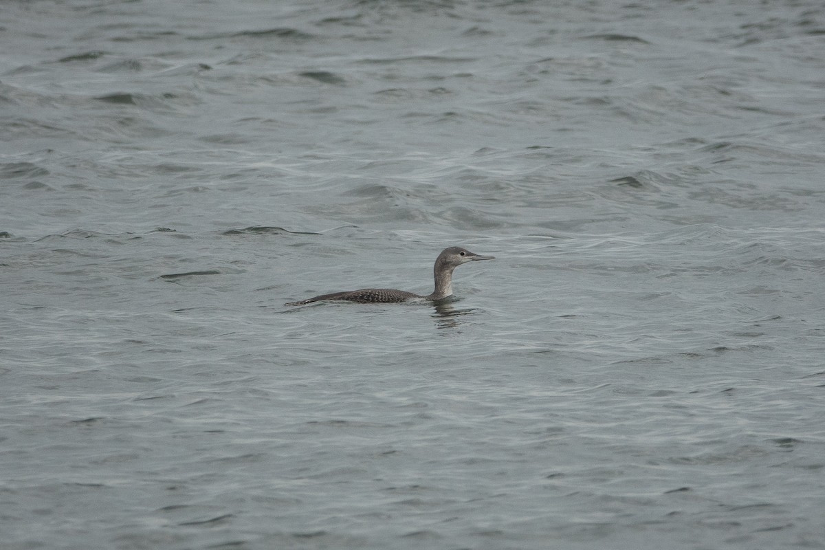 Red-throated Loon - ML274823151