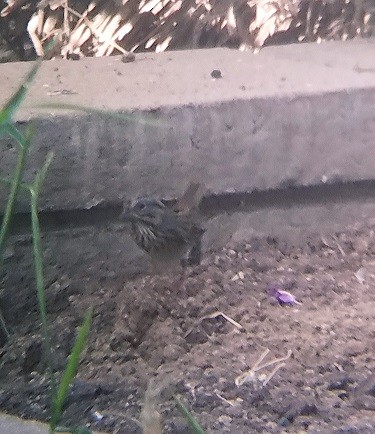 Lincoln's Sparrow - Natalie Case