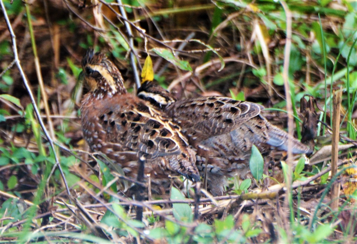 Northern Bobwhite - ML274824681