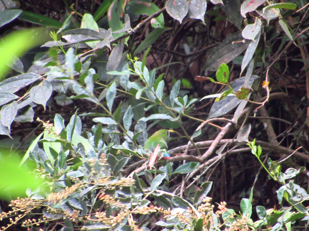 Southern Emerald-Toucanet - Nicolás Saavedra Peña