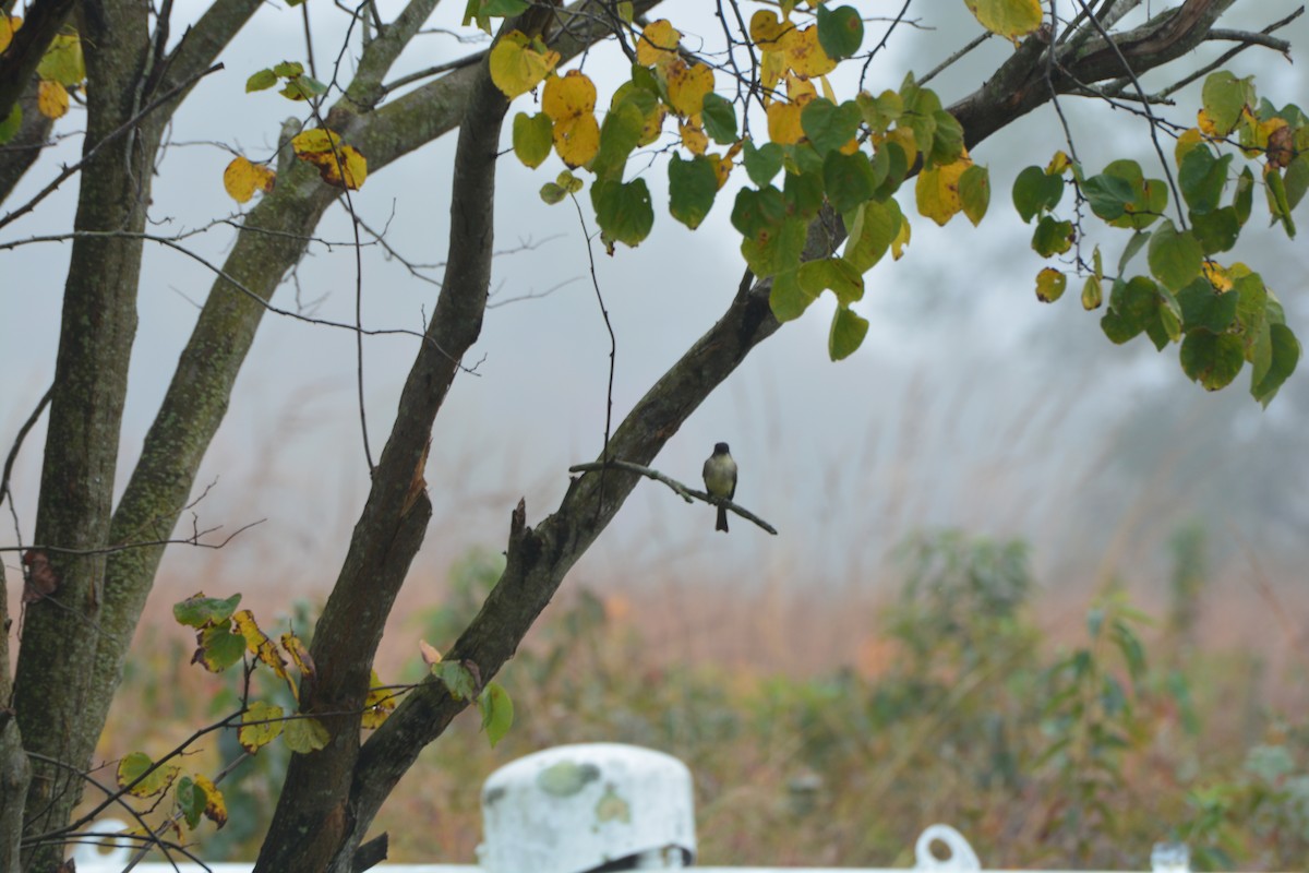 Eastern Phoebe - ML274825321