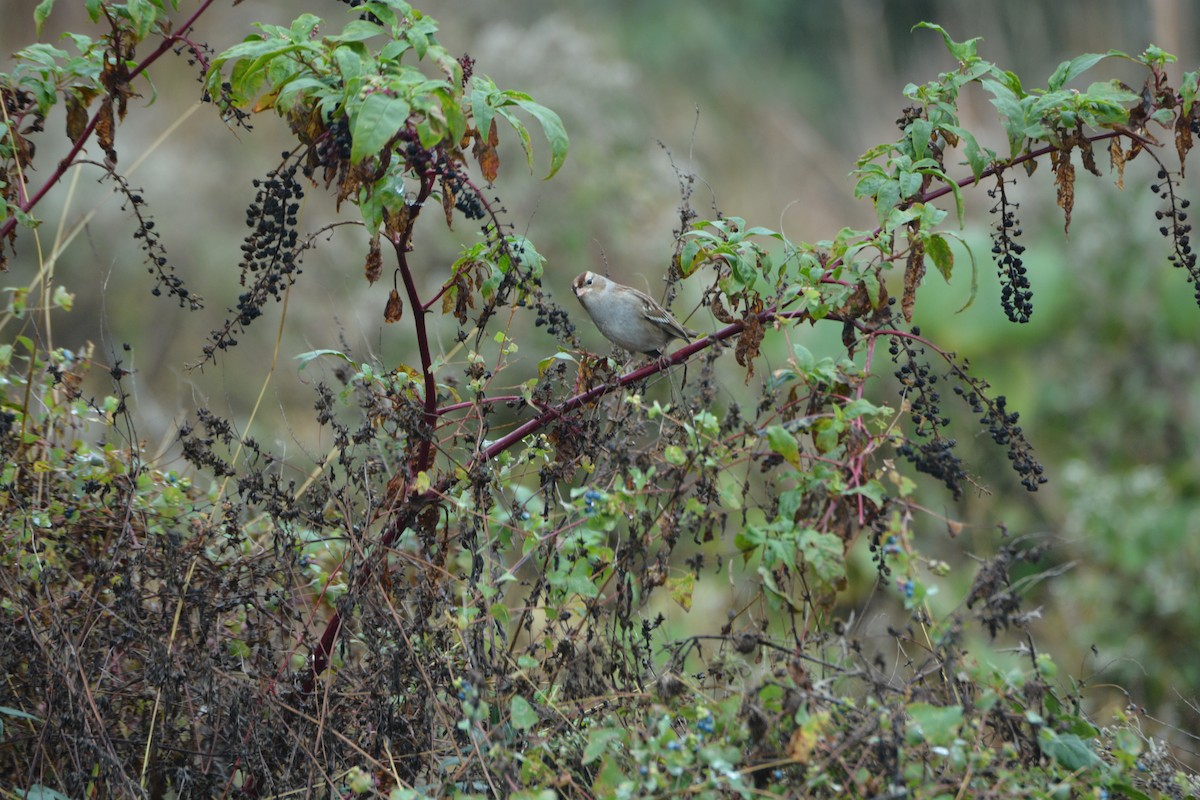 White-crowned Sparrow - ML274825841