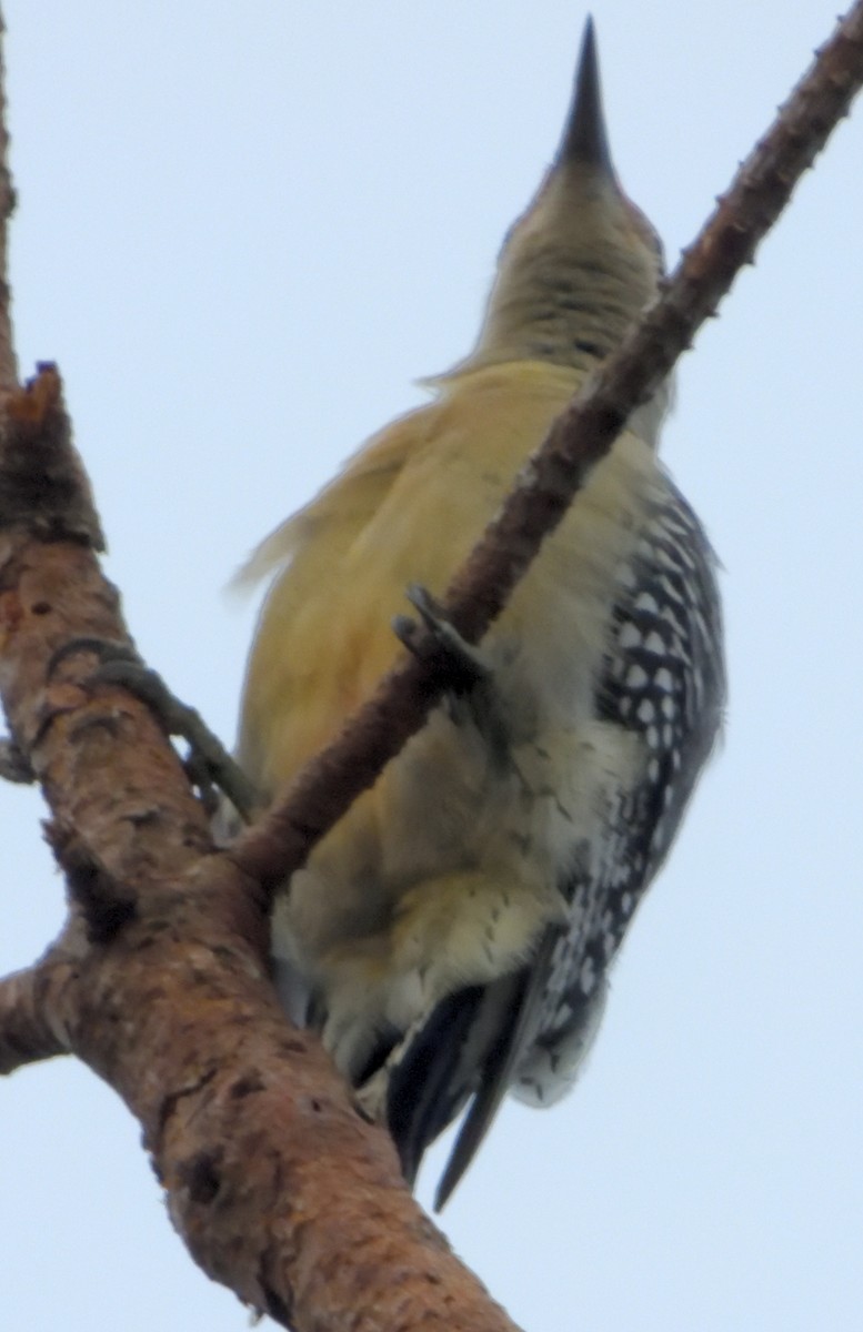 Red-bellied Woodpecker - ML274826281