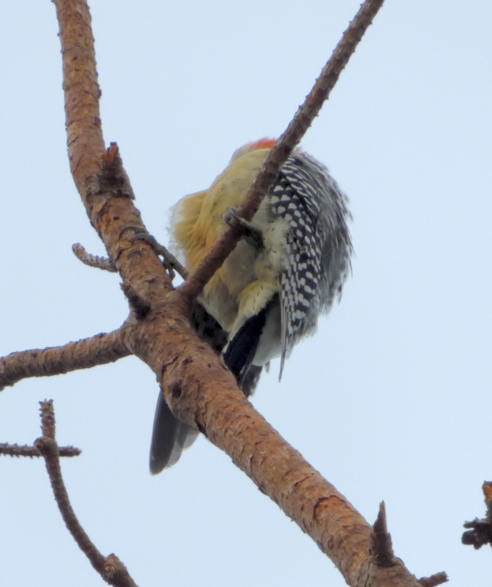 Red-bellied Woodpecker - ML274826421