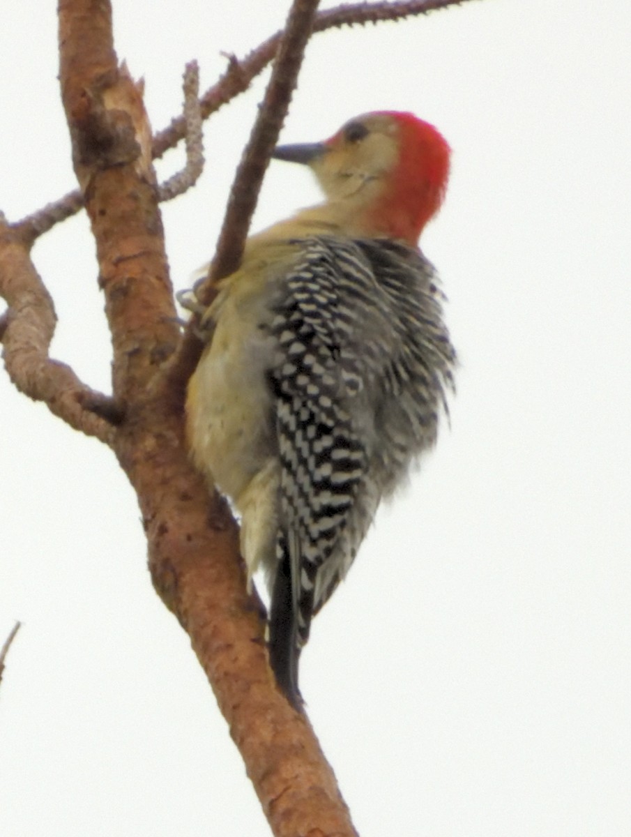 Red-bellied Woodpecker - ML274826581