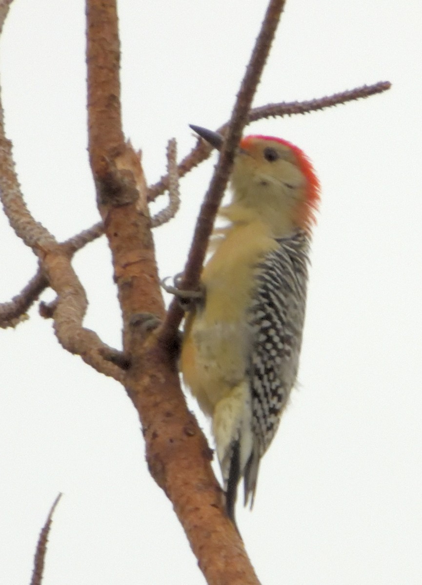 Red-bellied Woodpecker - ML274826731