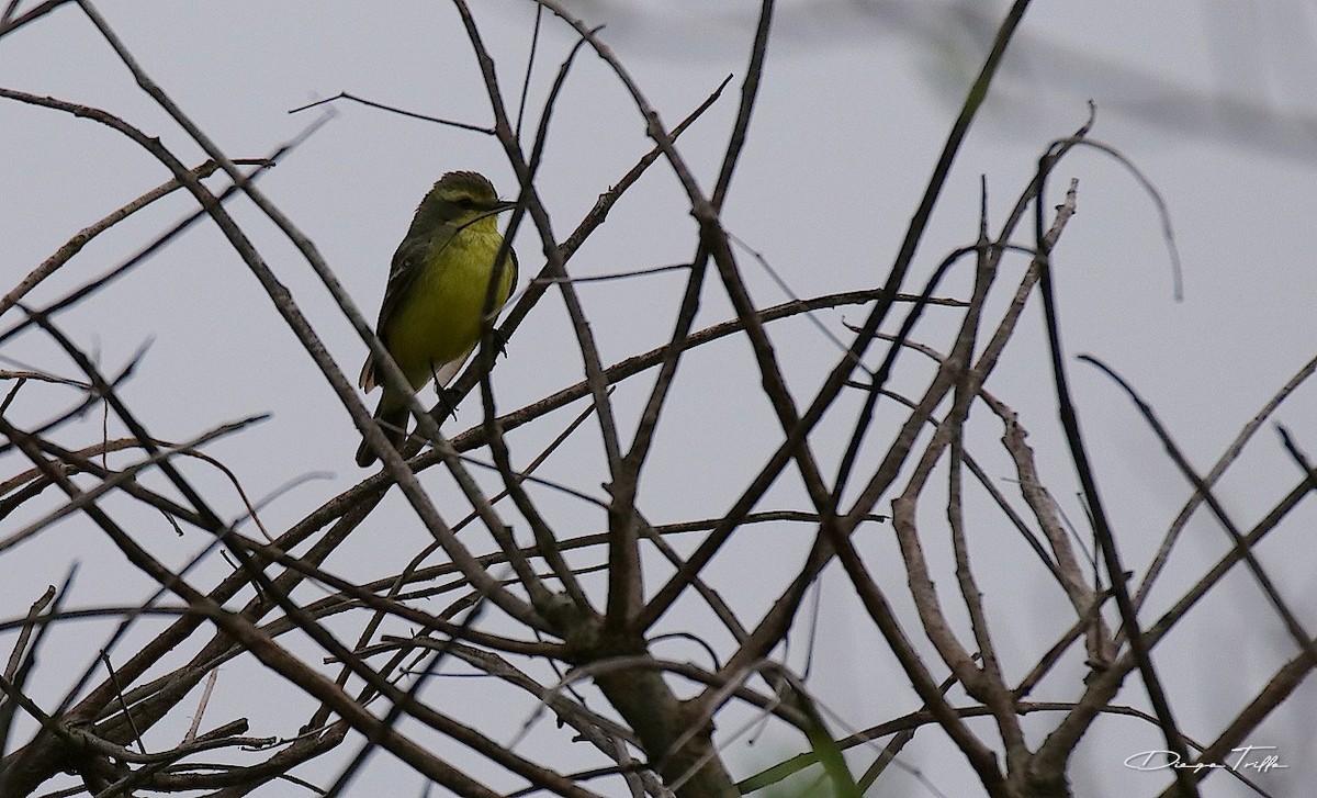 Yellow-browed Tyrant - Diego Trillo