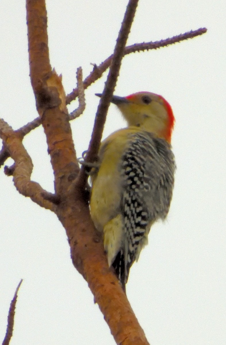 Red-bellied Woodpecker - Jay Huner
