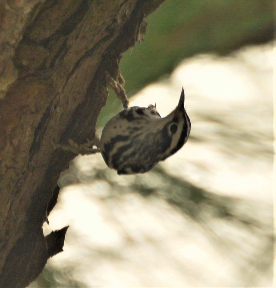 Black-and-white Warbler - ML274827051