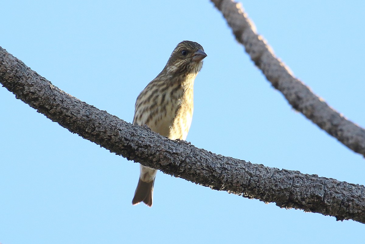 Purple Finch - ML274827191