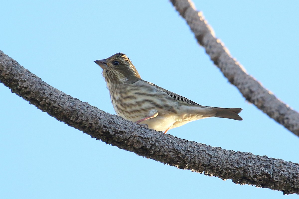 Purple Finch - ML274827201