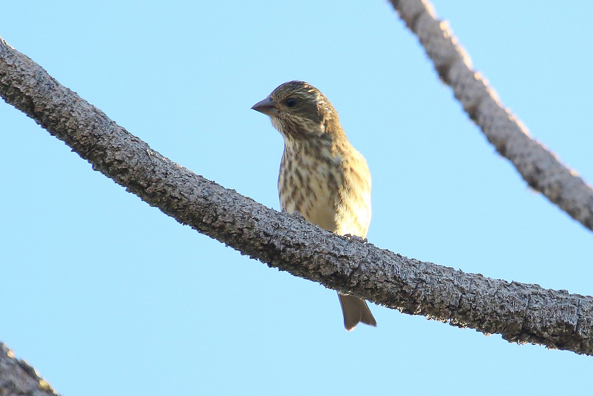 Purple Finch - ML274827211