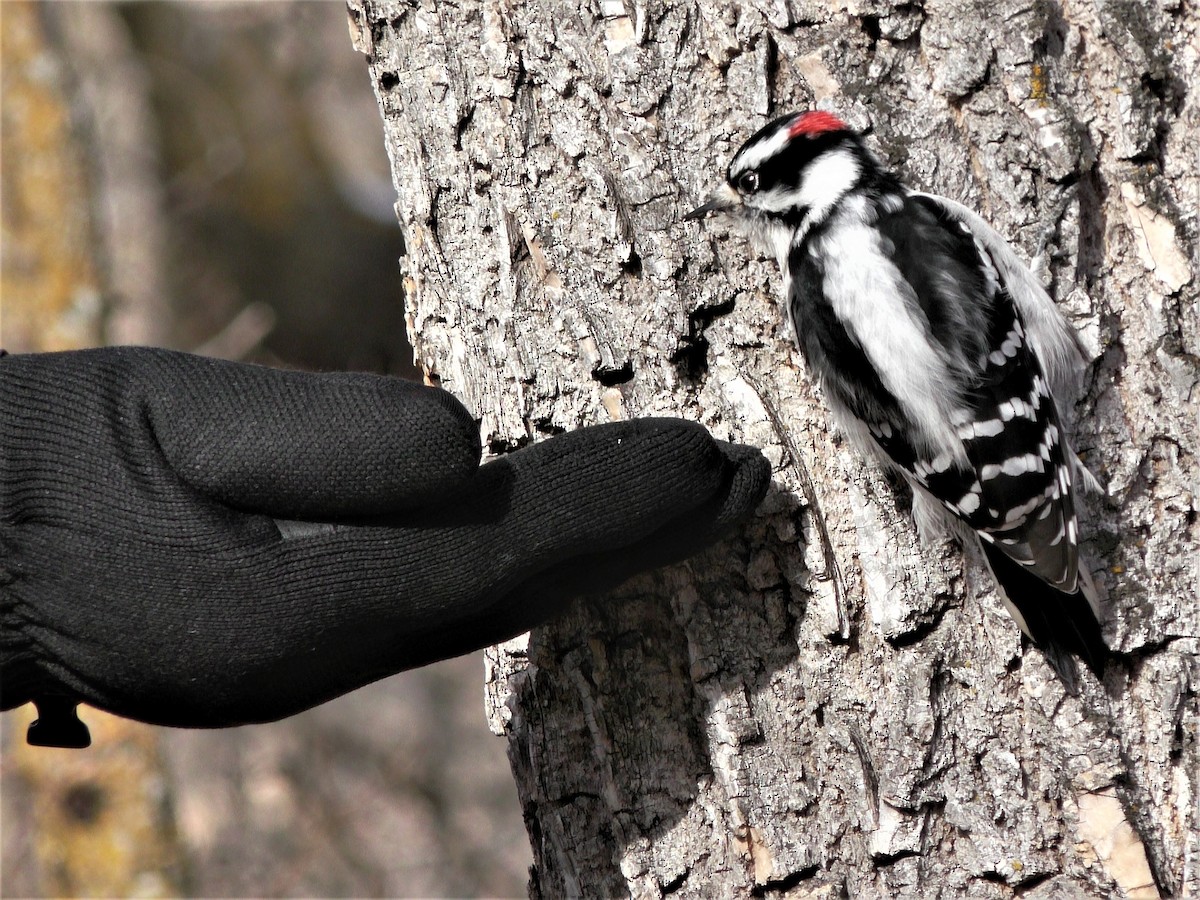 Downy Woodpecker - ML274827741