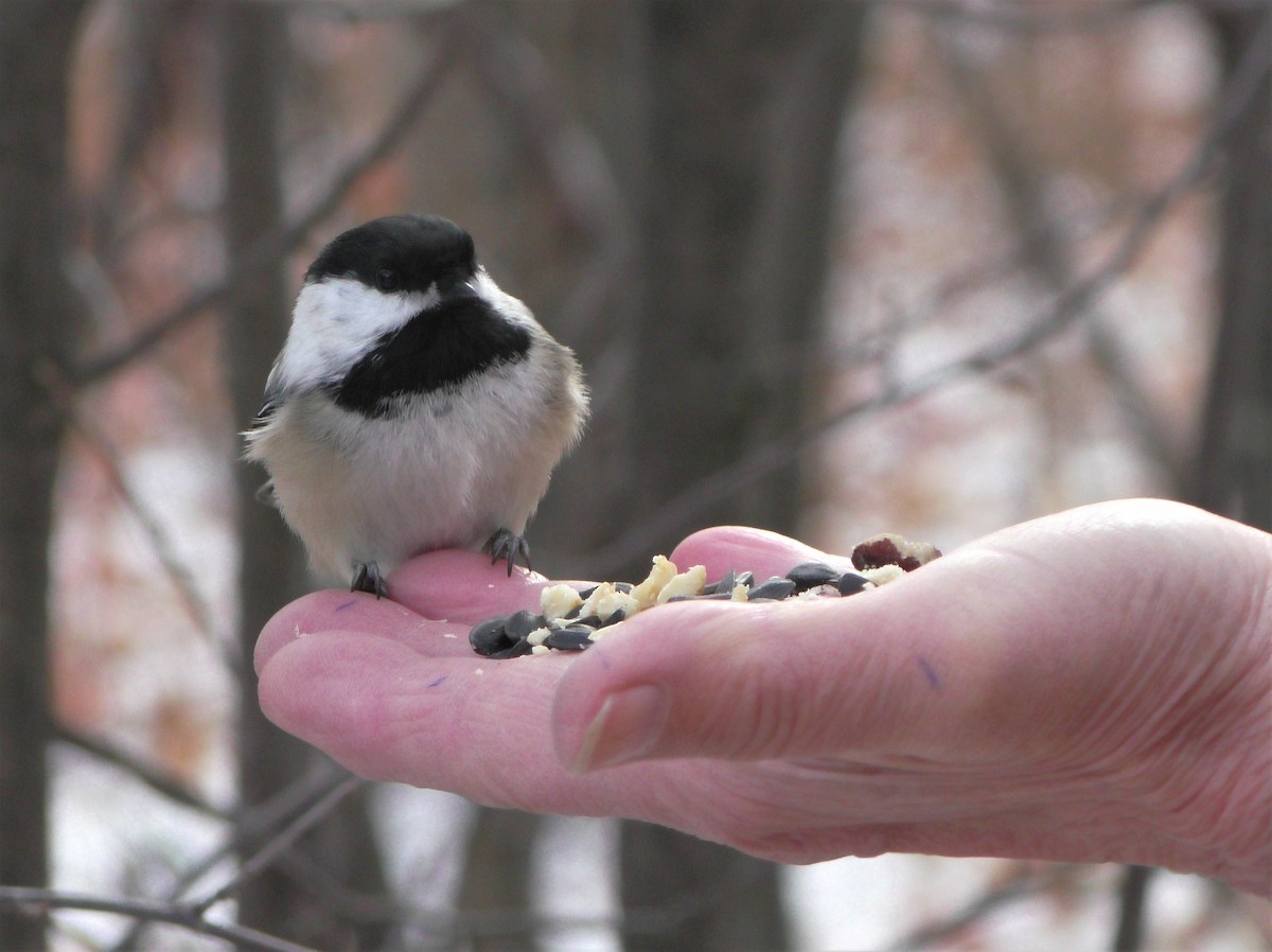 Black-capped Chickadee - ML274827961