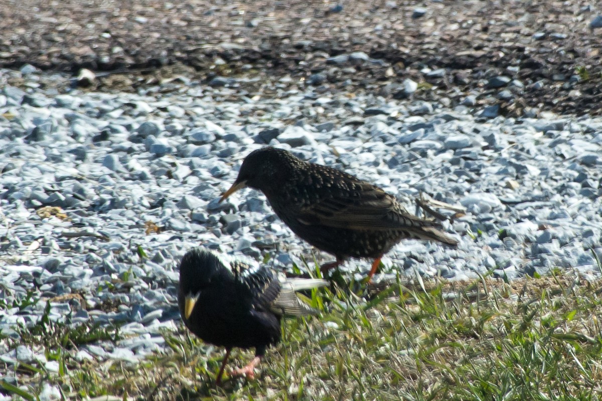 European Starling - ML27482951