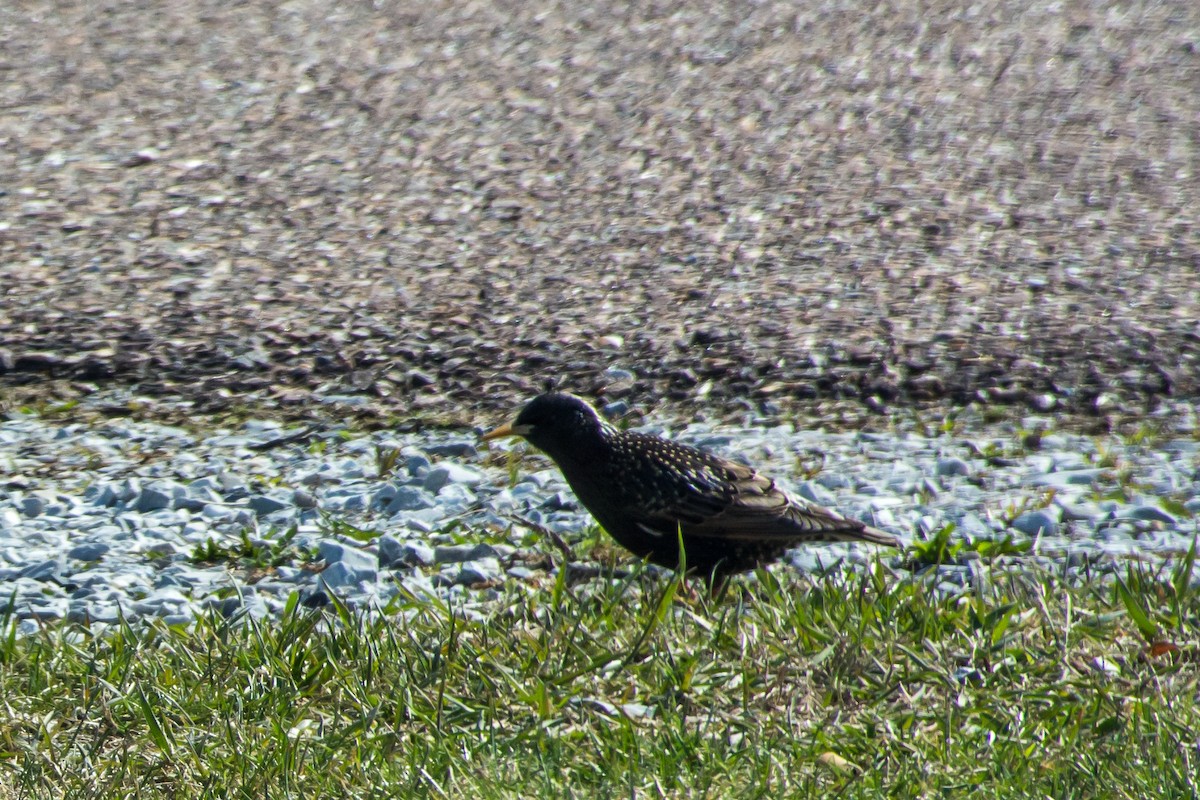 European Starling - ML27482981