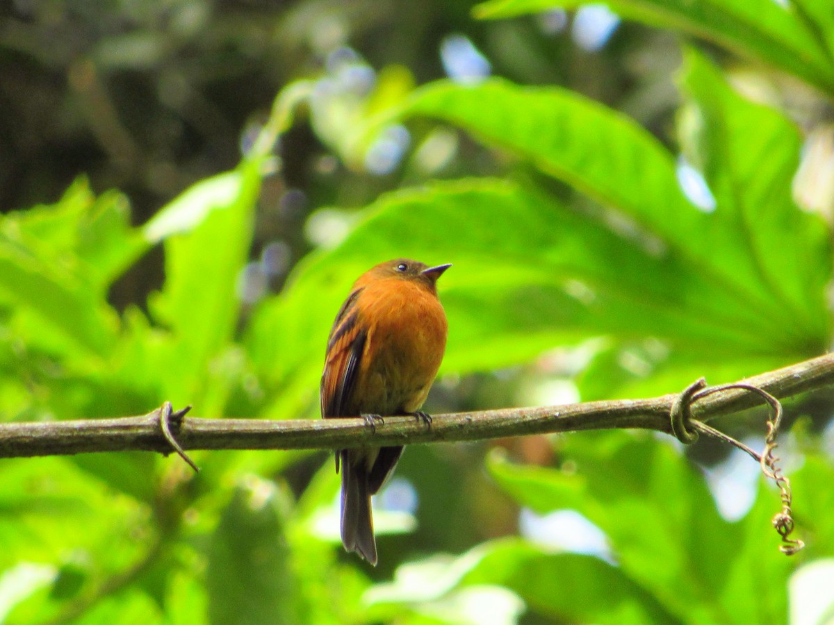 Cinnamon Flycatcher - Nicolás Saavedra Peña