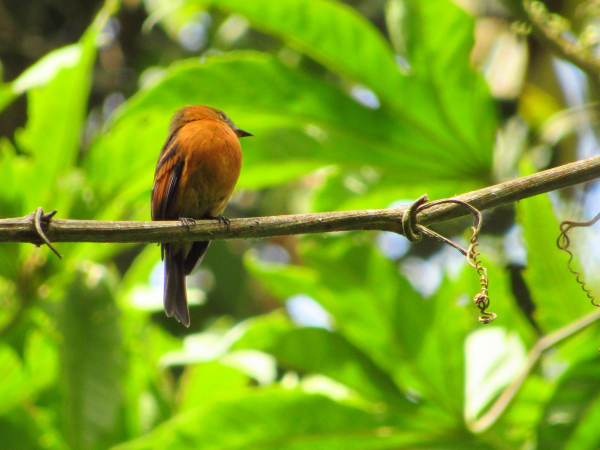 Cinnamon Flycatcher - Nicolás Saavedra Peña