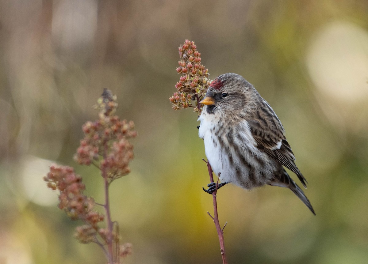 Redpoll (Common) - Annie Lavoie