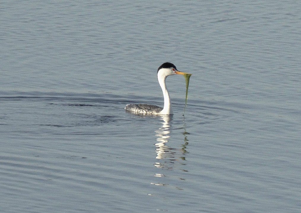 Clark's Grebe - ML27483121