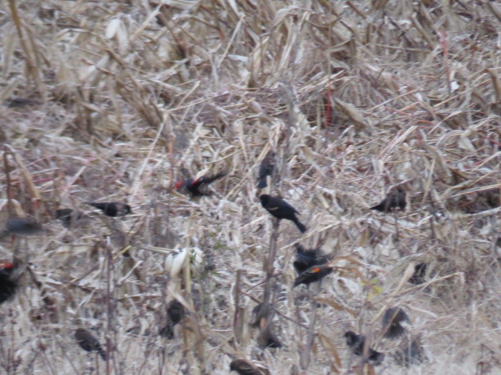Red-winged Blackbird - ML274831461