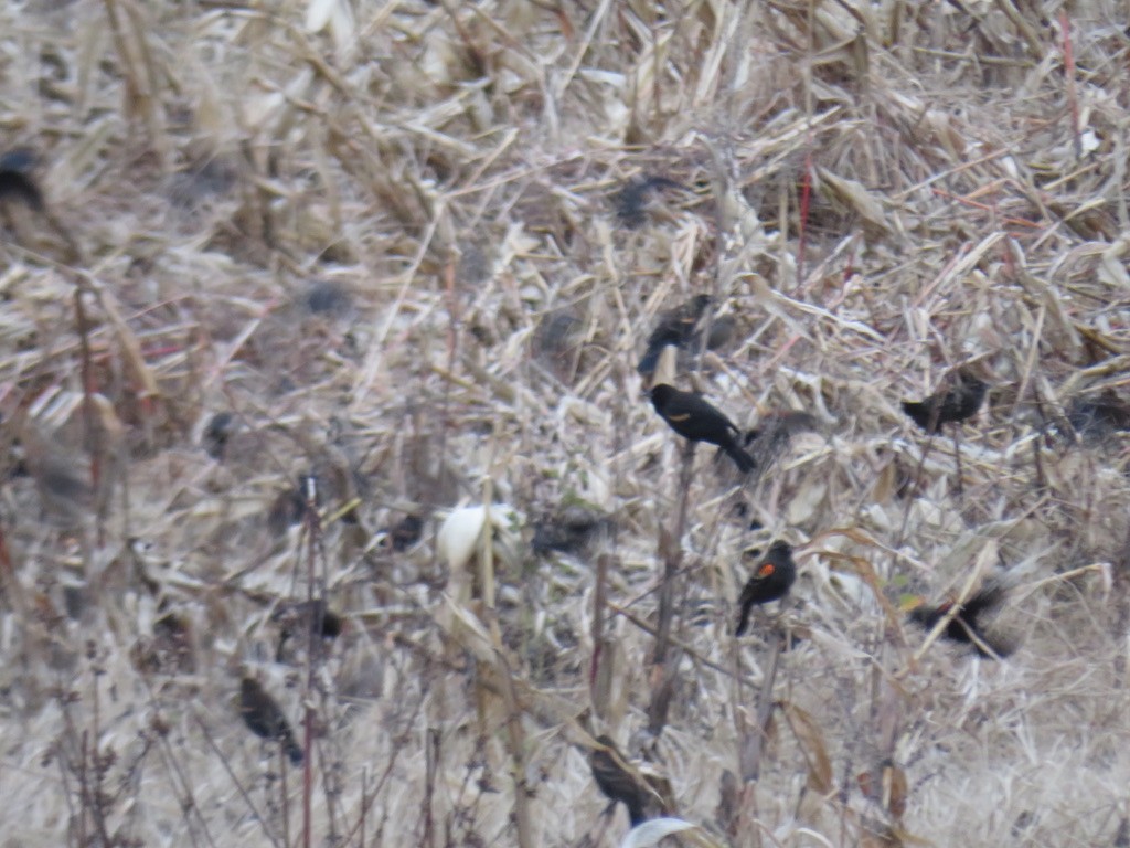 Red-winged Blackbird - ML274831481