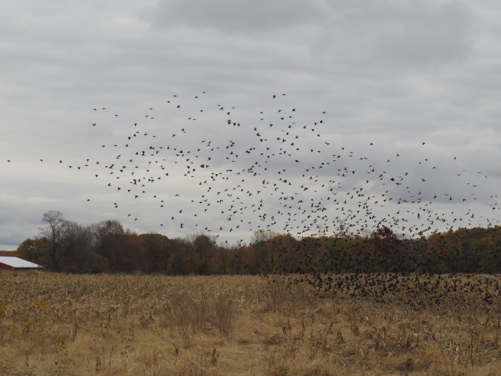Red-winged Blackbird - ML274831511