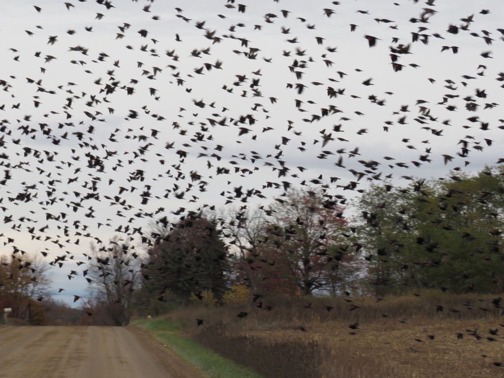 Red-winged Blackbird - ML274831641