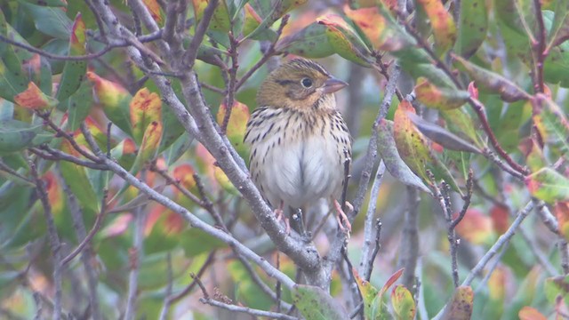 Henslow's Sparrow - ML274832251