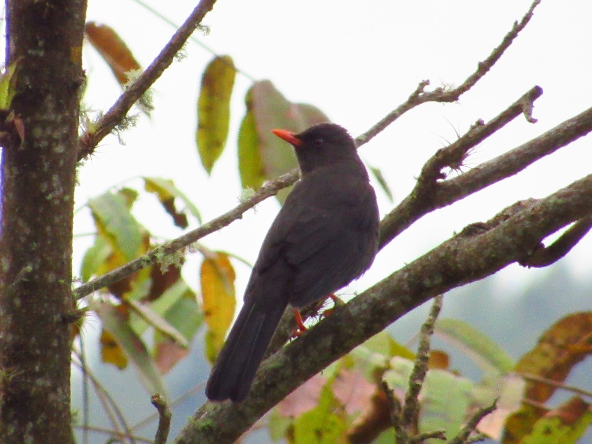 Great Thrush - ML274832331