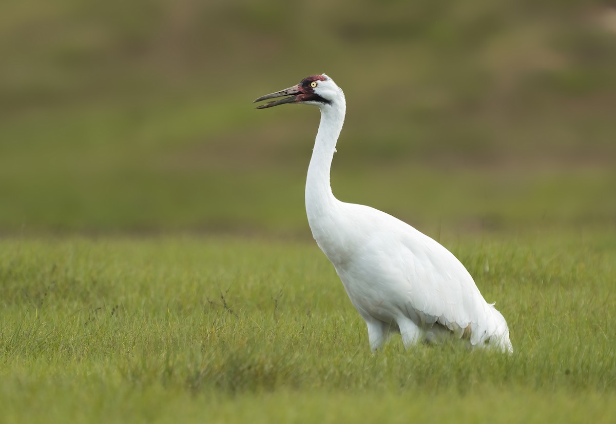 Whooping Crane - ML274832471