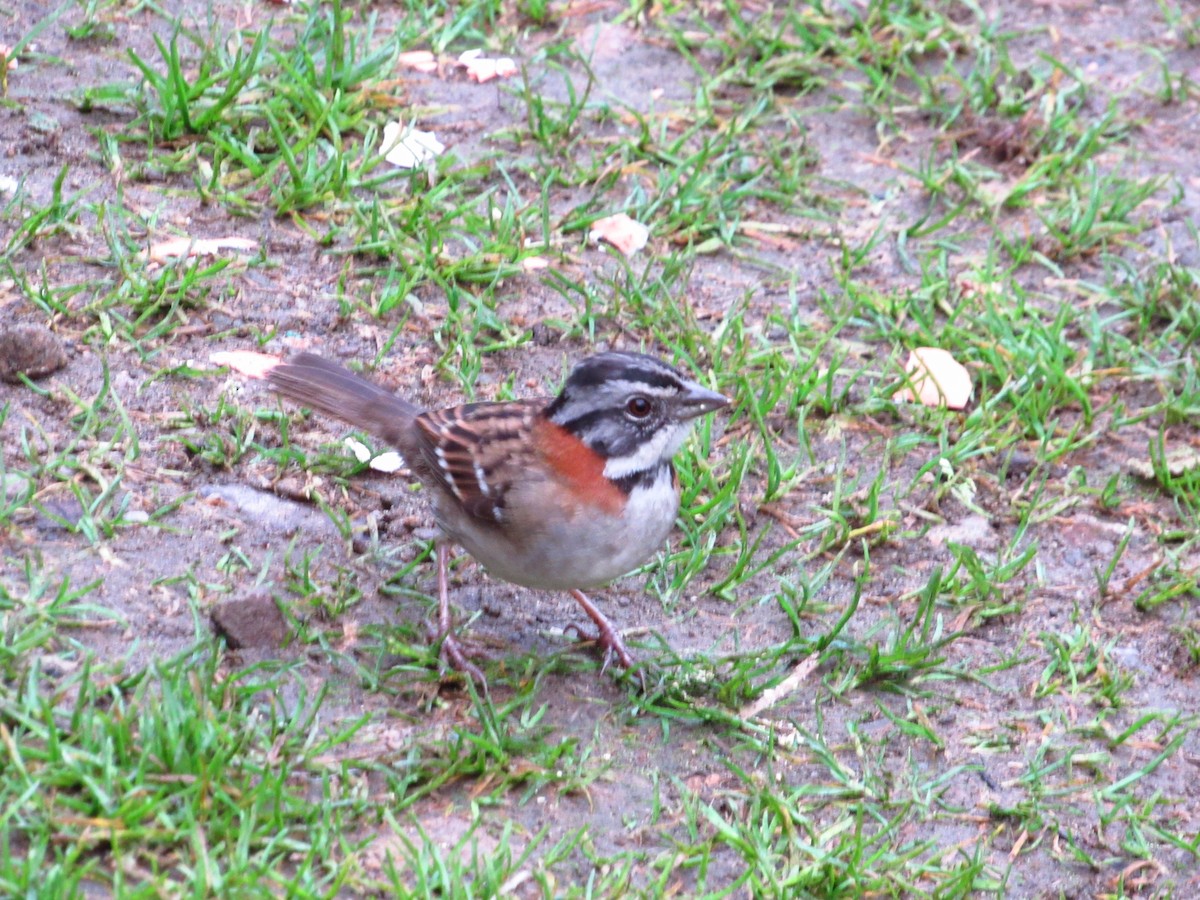 Rufous-collared Sparrow - Nicolás Saavedra Peña