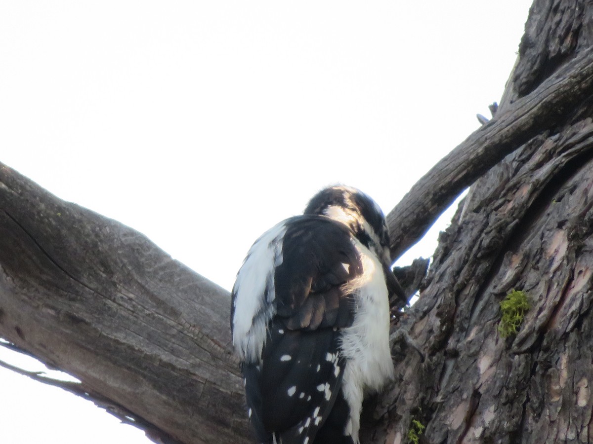 Hairy Woodpecker - ML274833611