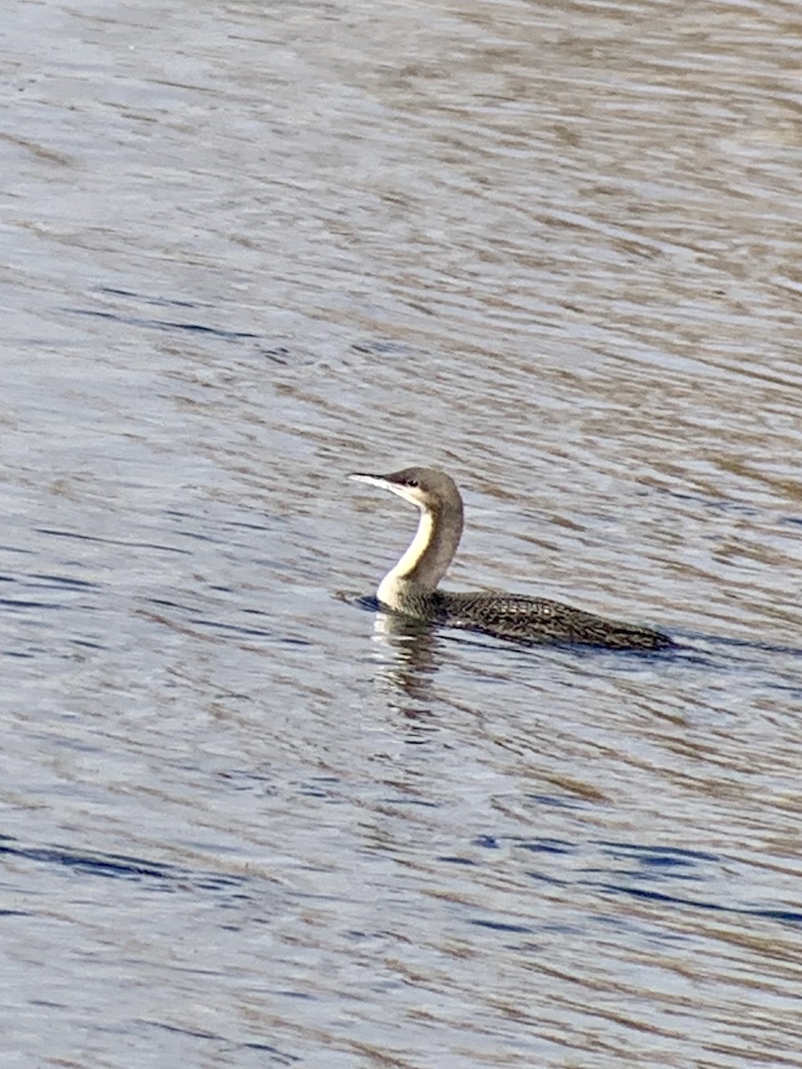 Pacific Loon - ML274836241