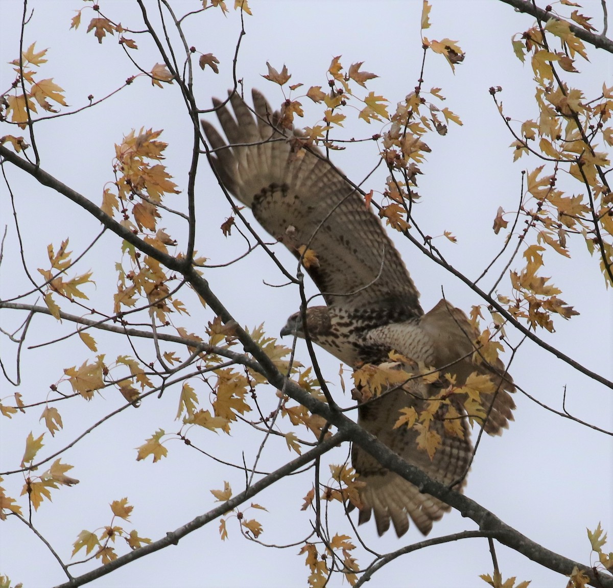 Red-tailed Hawk - ML274836811