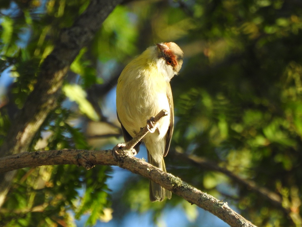 Rufous-browed Peppershrike - ML274837591