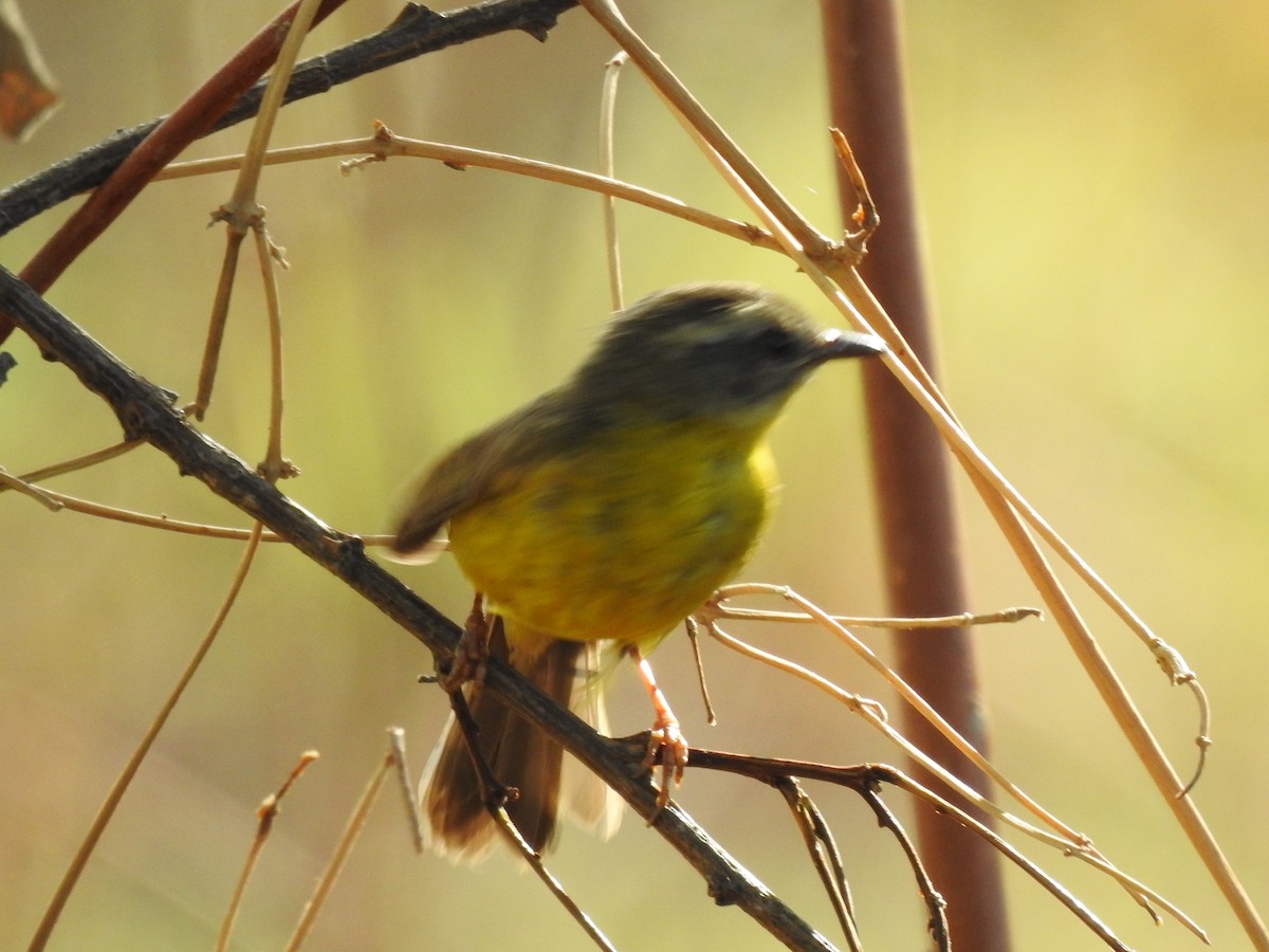 Golden-crowned Warbler - ML274837921